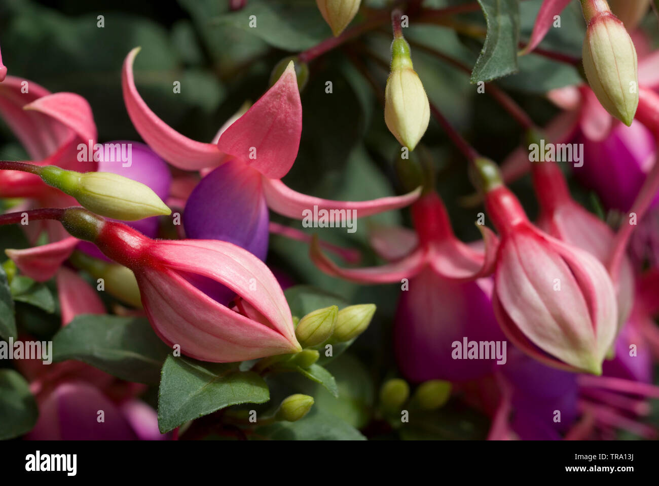 Fuchsia flowers Stock Photo