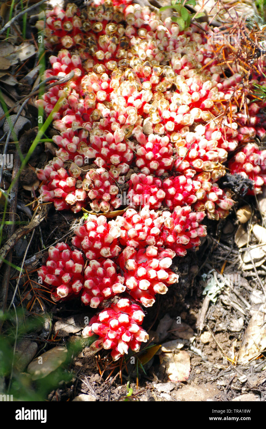 Wild flora in Sardinia Stock Photo