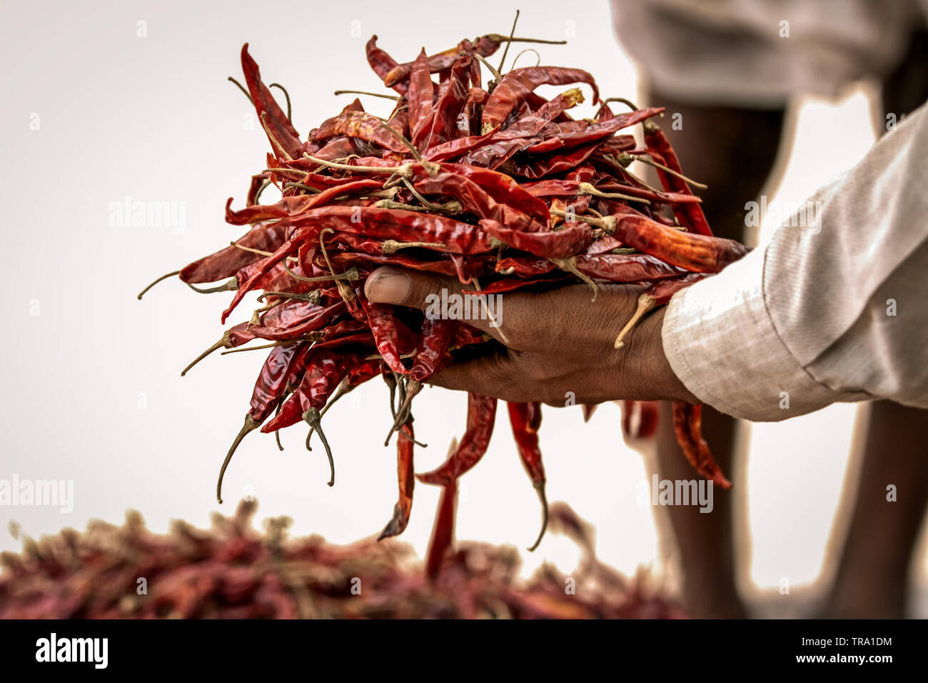 Dried red chilli peppers. Indian man's hand holding a big handful of spicy red cayenne chilies with a pile of chilies out of focus in the background. Stock Photo