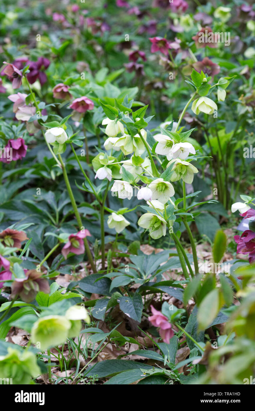 Hellebores flowering in the garden in Spring. Stock Photo