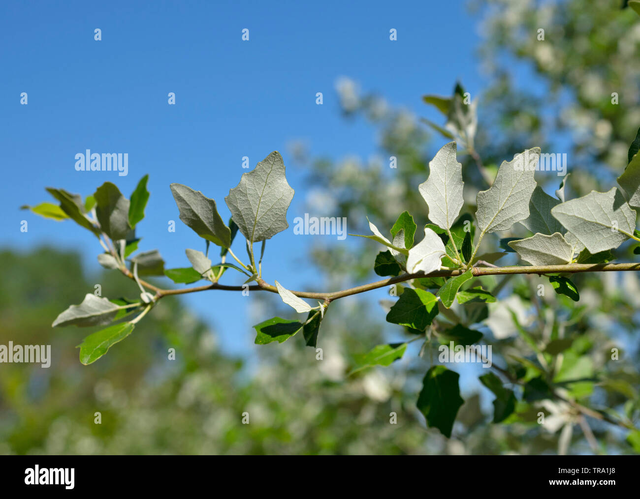 Salix repens in front of blue sky Stock Photo