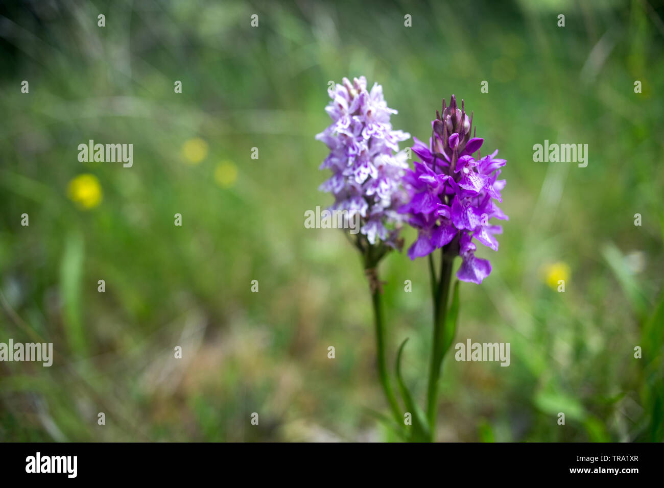 Dactylorhiza maculata (heath spotted orchid) native British ground Orchid growing naturally in nature among a flower meadow during the Spring season Stock Photo