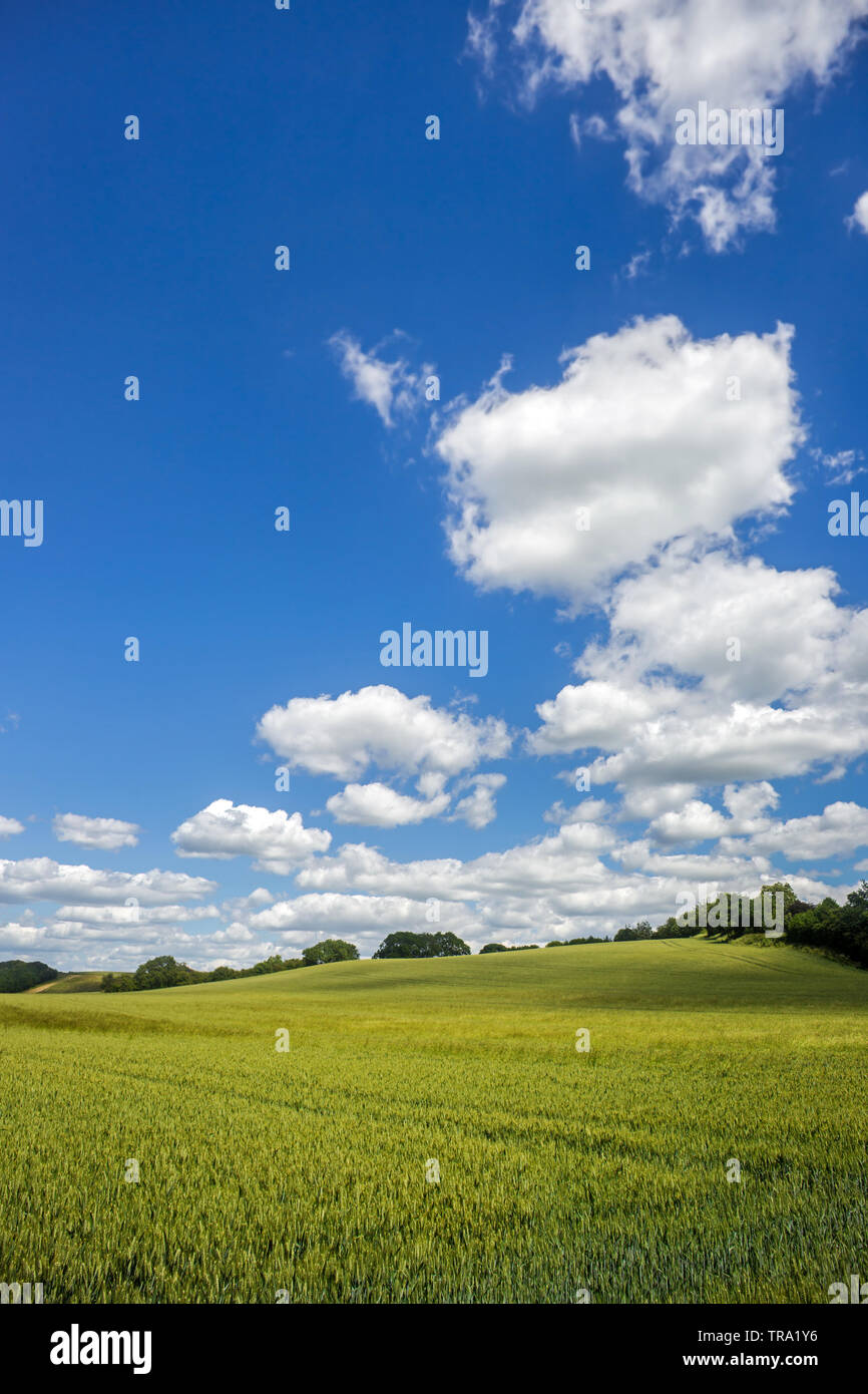 Landscape image of fields of ripening wheat or corn stretching into the distance. Beautifully lush green countryside in the British summertime Stock Photo