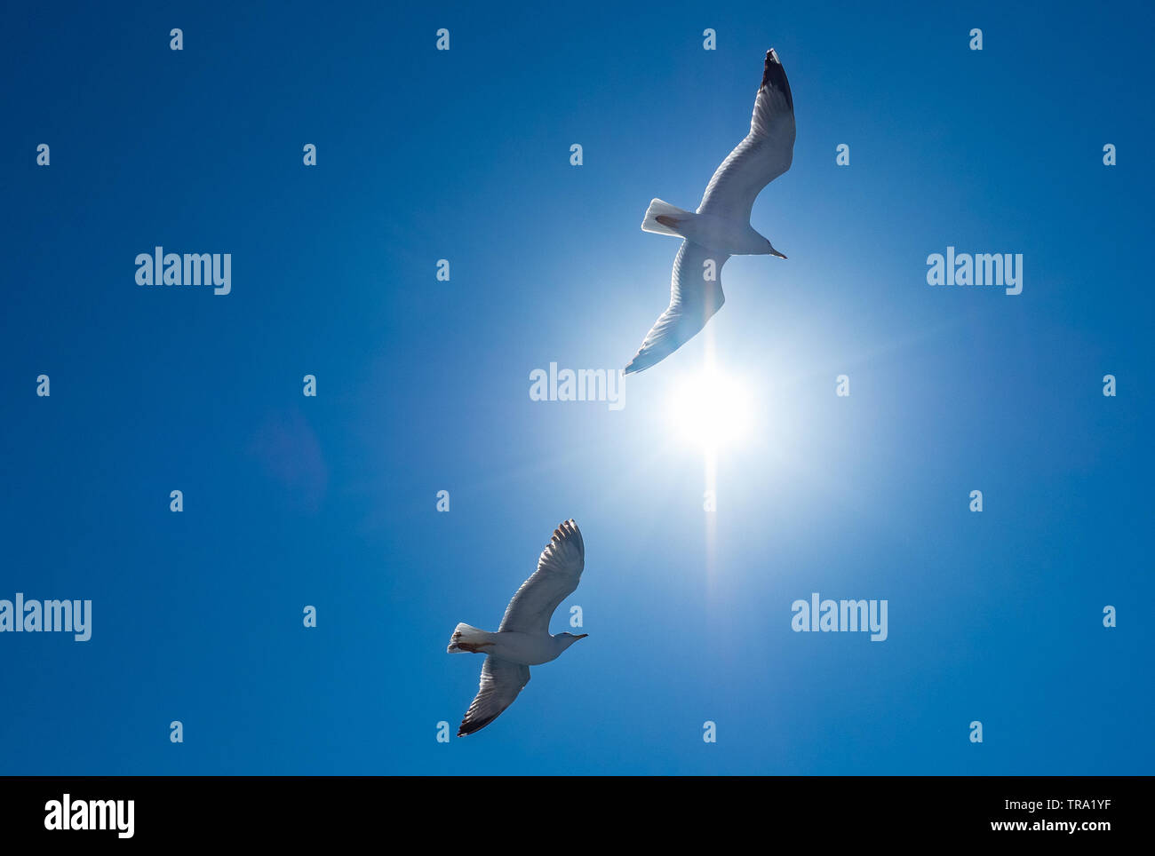 Two seagull flying in blue sky with bright sun Stock Photo