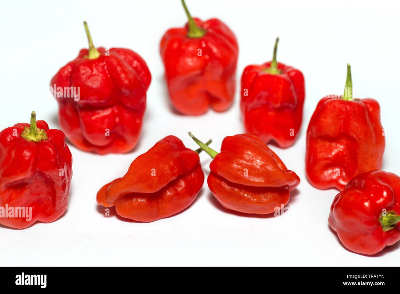 Collection of vividly colored Red Habanero Chillies arranged and isolated on a white background with copy space Beautifully colored spicy Red Habanero Stock Photo