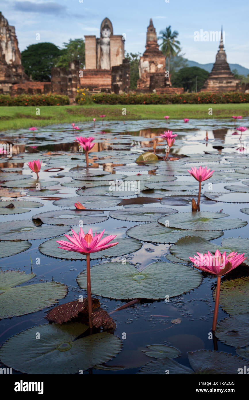 Beautiful Lotus Flower Lake with ancient Buddha statue in the background at Sukhothai Historical Park in Northern Thailand. Ancient Buddhist temples Stock Photo