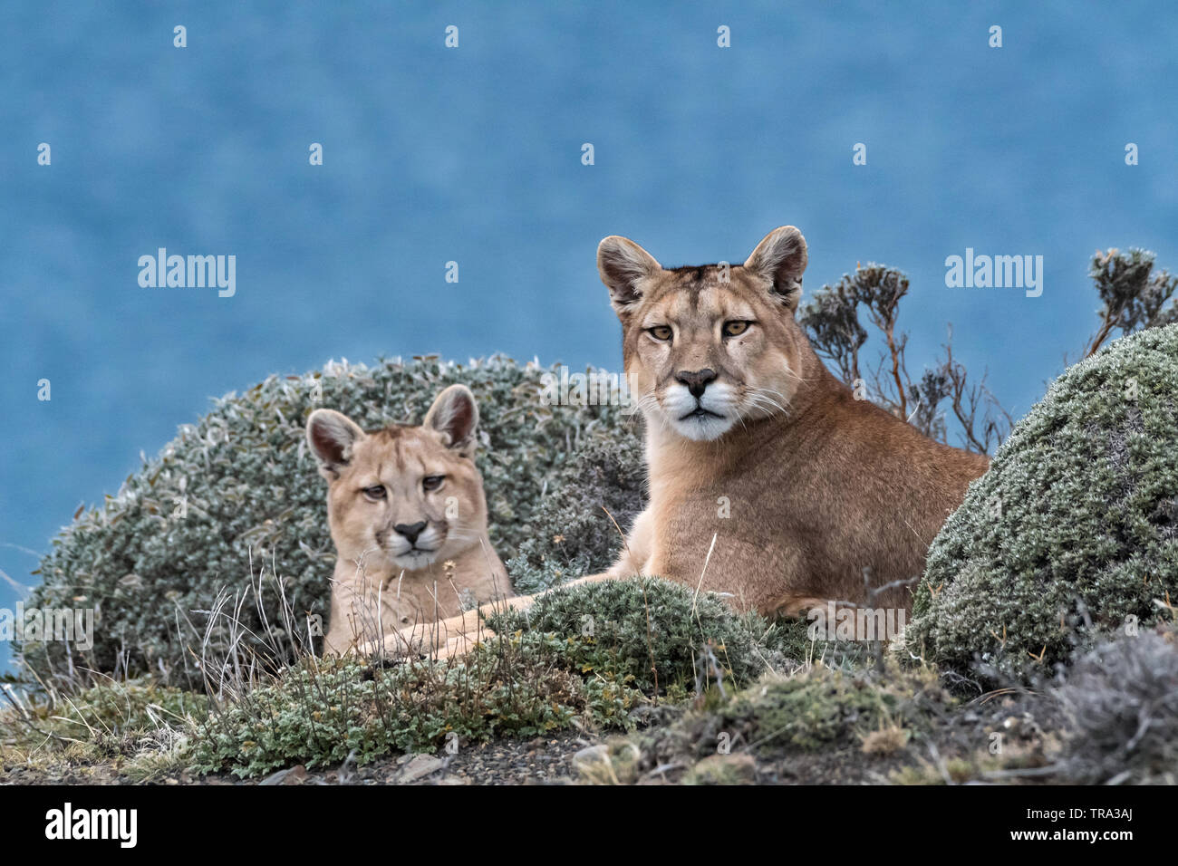 Puma (Felis concolor), Torres del Paine NP, Chile Stock Photo - Alamy