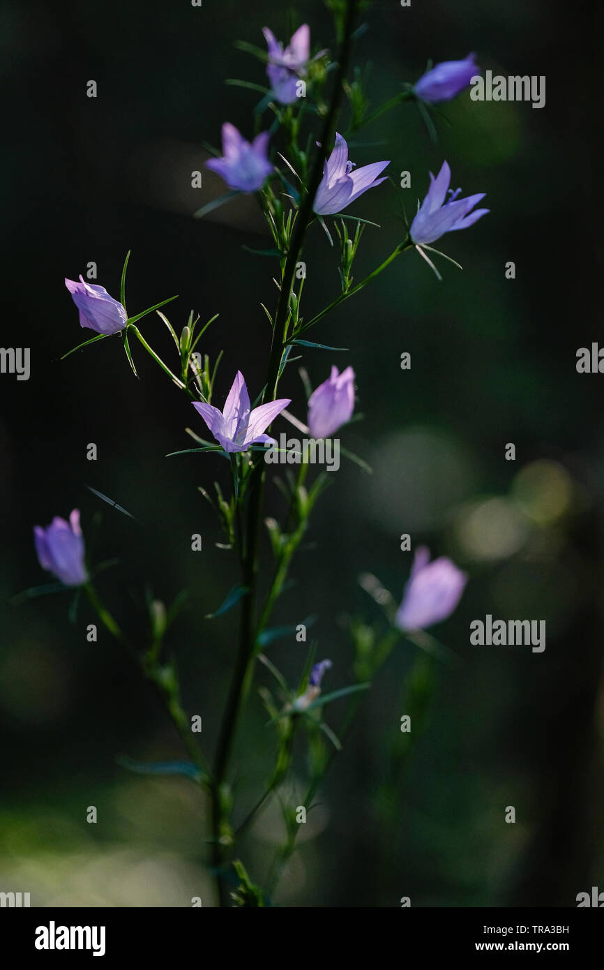 bellflowers in the wood Stock Photo