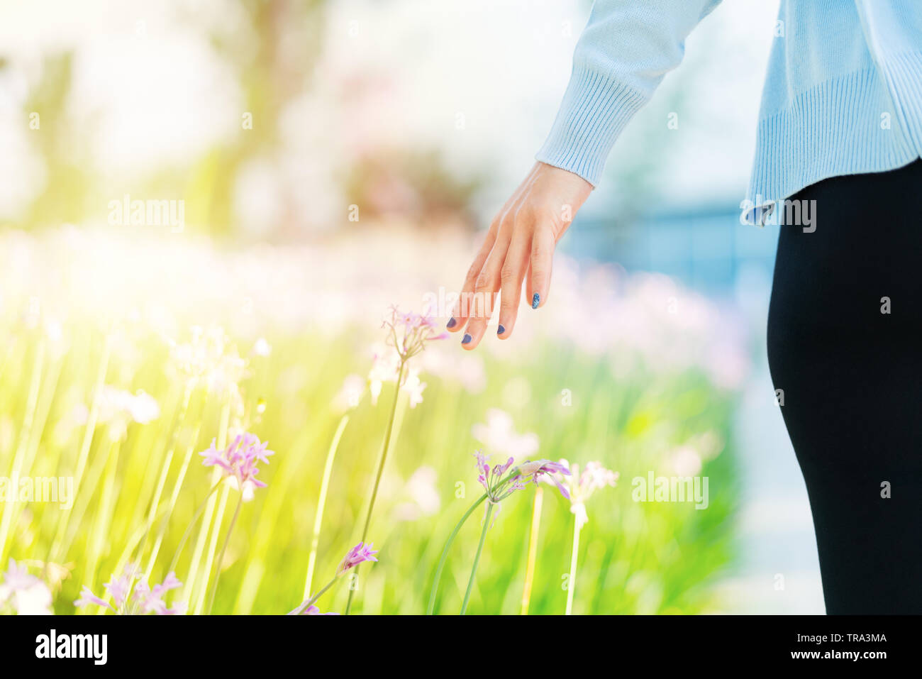 Women and flowers in the field. women hand touching the purple flower ...