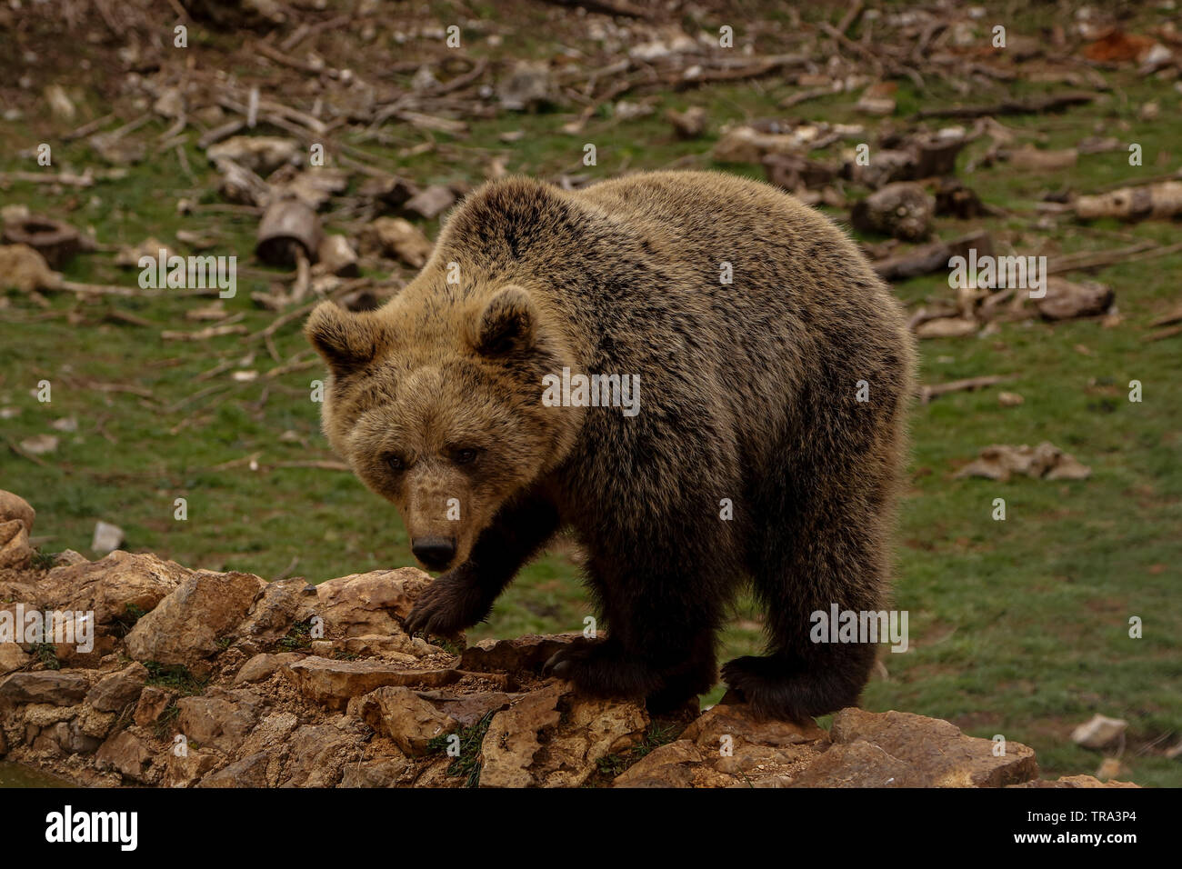European bear (Ursus arctos)  eating food, in the village of Kutarevo, near Gospic, Croatia.  Sat. April, 4, 2015 Stock Photo