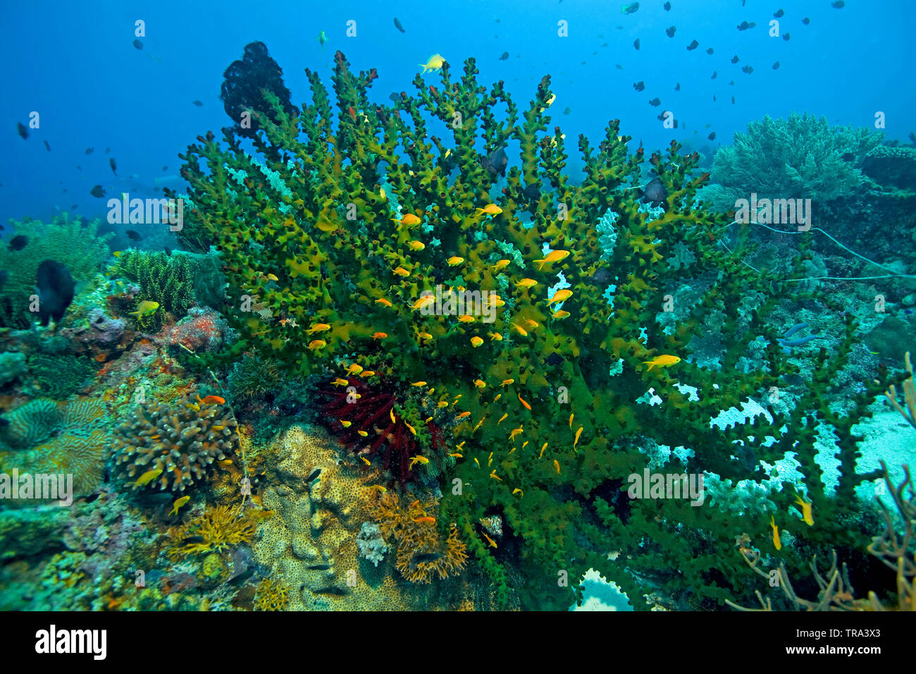 Sea Goldies at a Black cup coral (Tubastrea micranthus), Malapascua island, Visayas, Philippines Stock Photo