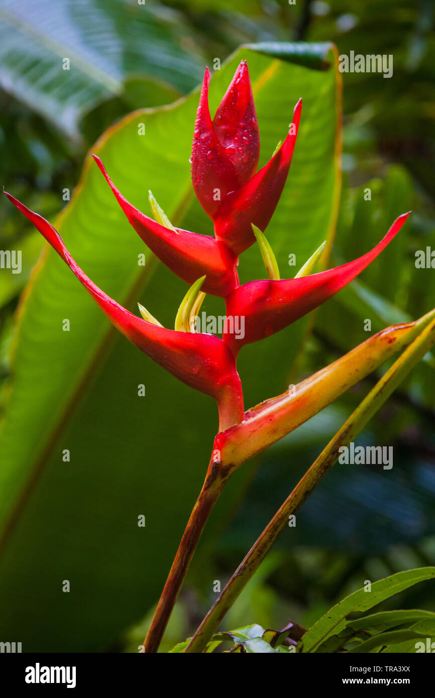 Beautiful heliconia flower in the cloudforest of La Amistad national park, Chiriqui province, Republic of Panama. Stock Photo