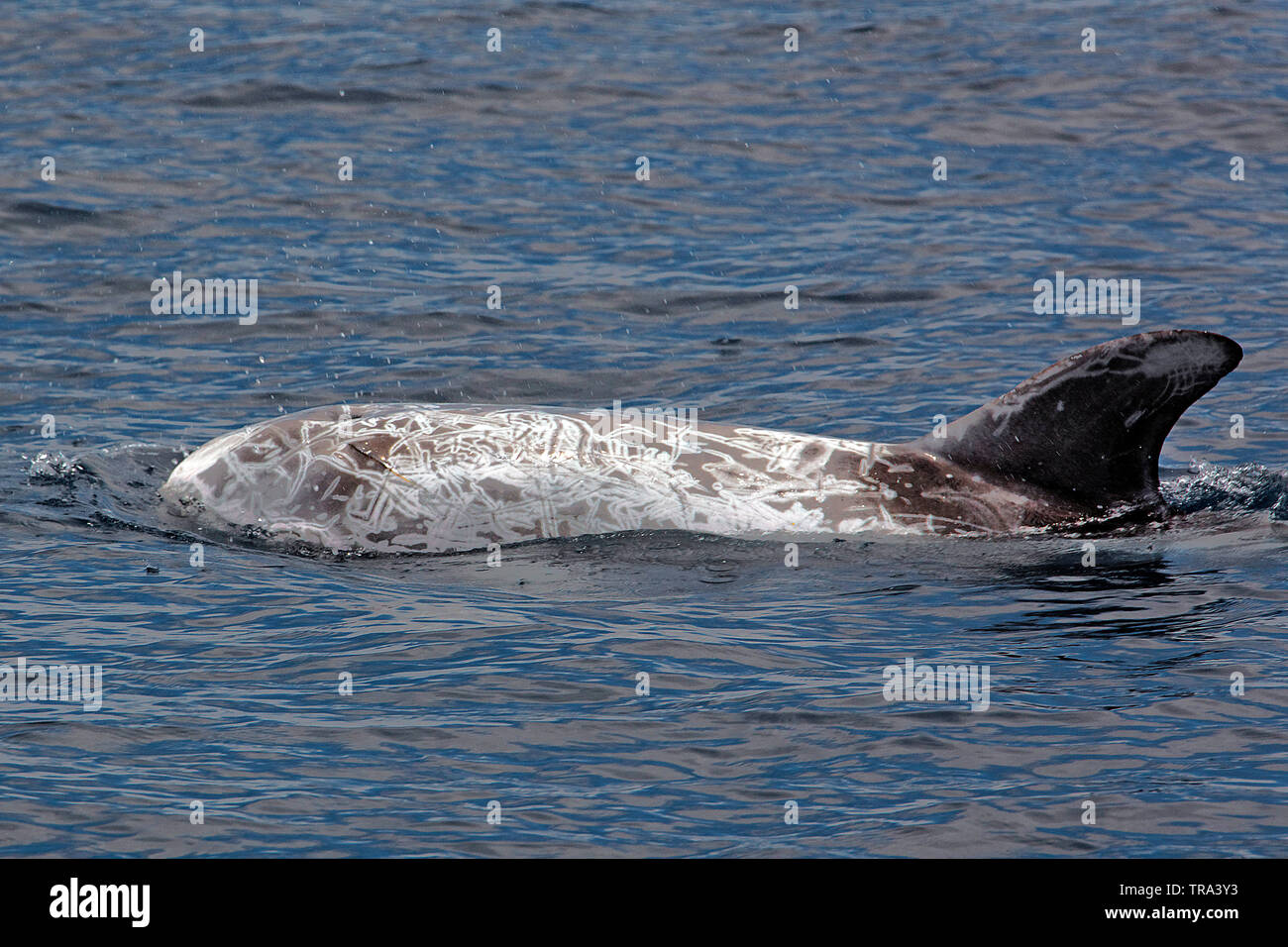 Risso's Dolphin (Grampus griseus), with typical scratched backside, surfacing, Azores, Portugal Stock Photo