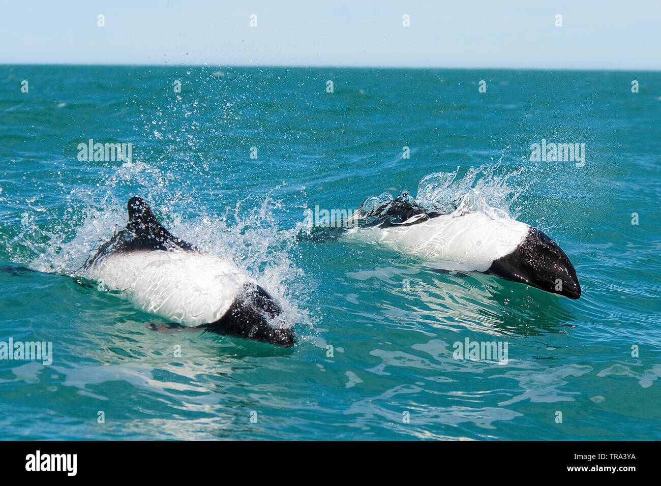 Surfende Commerson-Delfine (Cephalorhynchus commersonii), Halbinsel Valdes, Argentinien | Commerson's Dolphins (Cephalorhynchus commersonii), surfacin Stock Photo