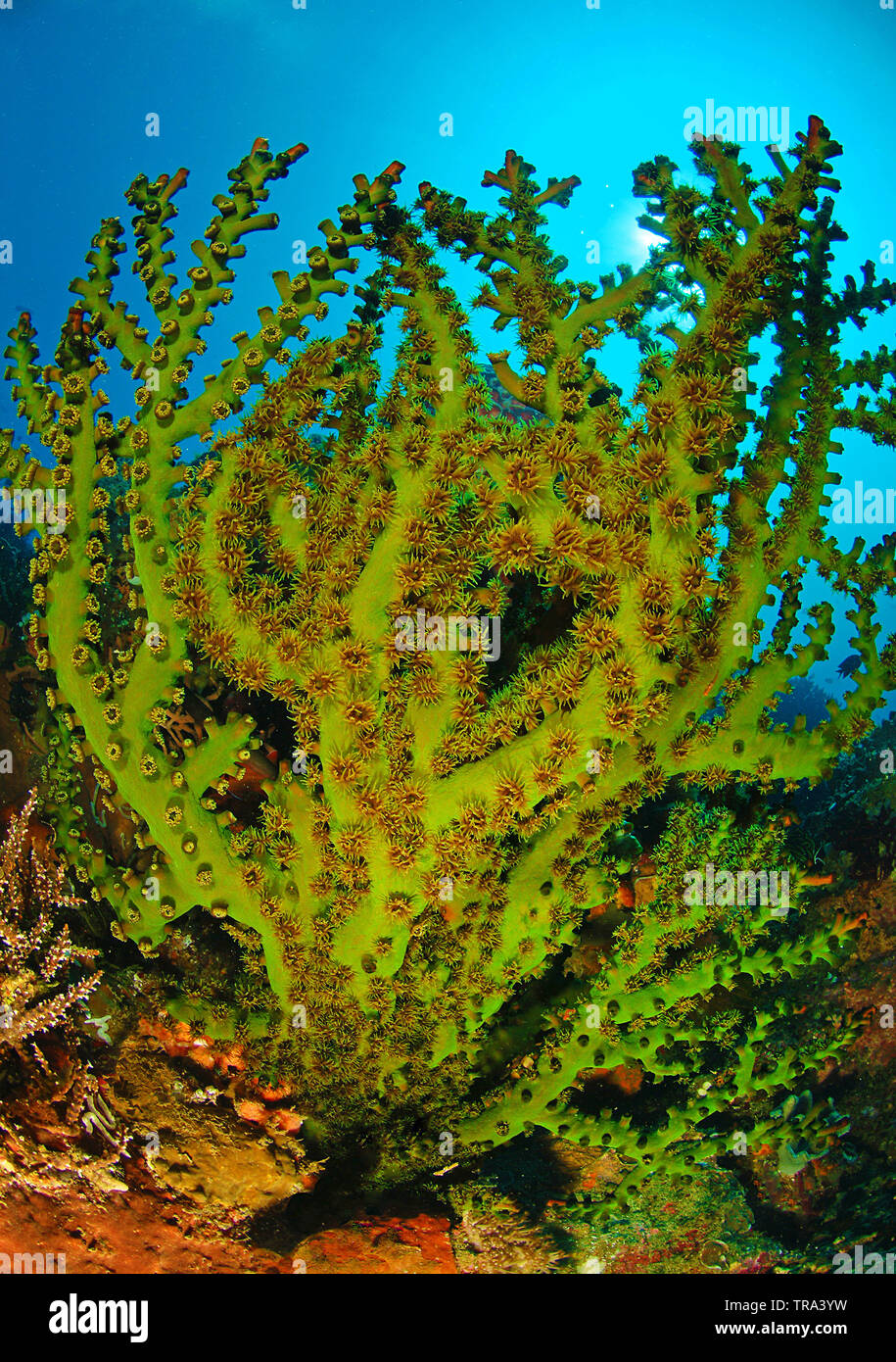 Black cup coral (Tubastrea micranthus) with open polyps, Malapascua island, Visayas, Philippines Stock Photo