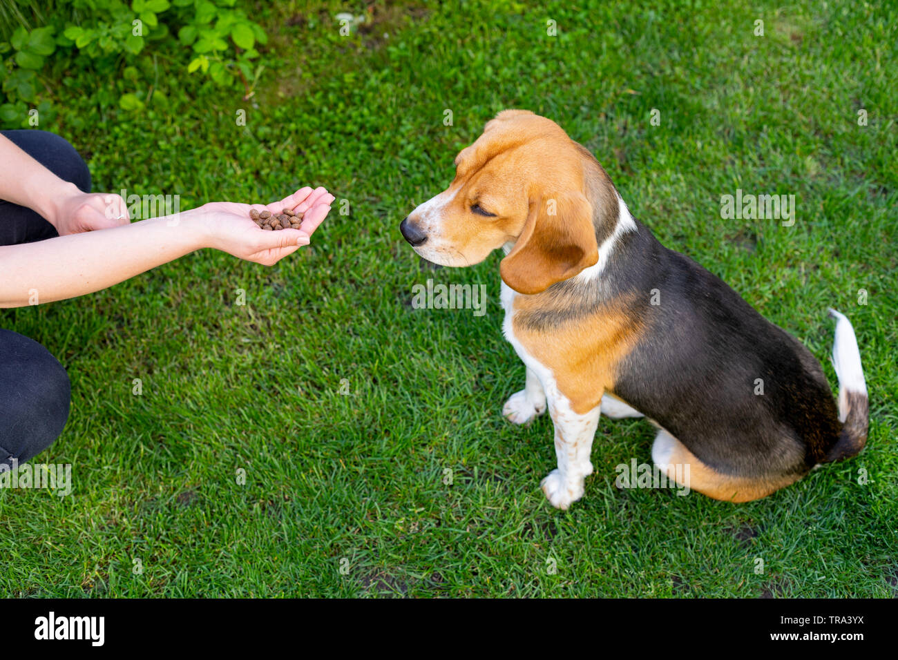 purebred beagle