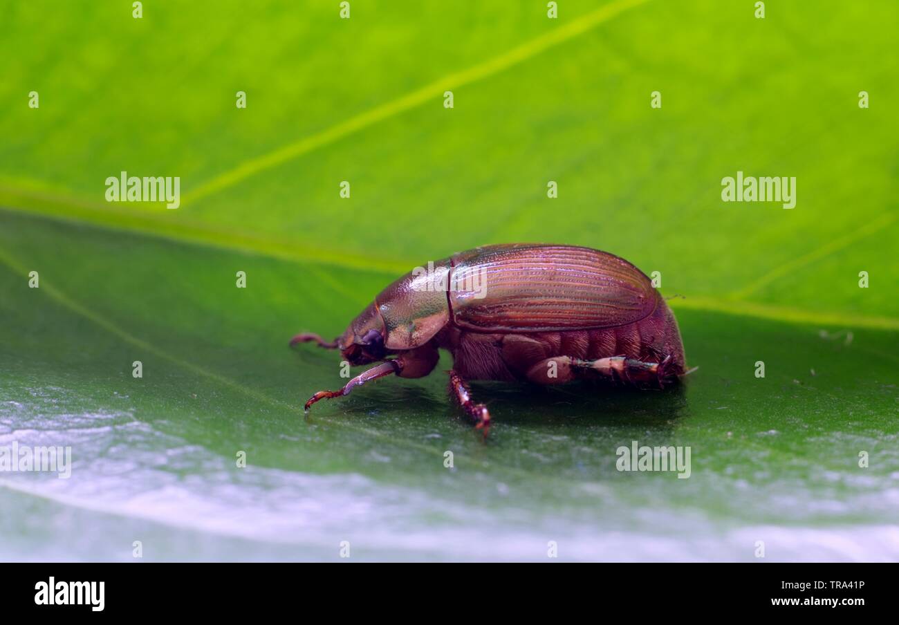 Side view of an Ivory Marginated Ruteline (Anomala marginata) beetle on a green leaf. Stock Photo