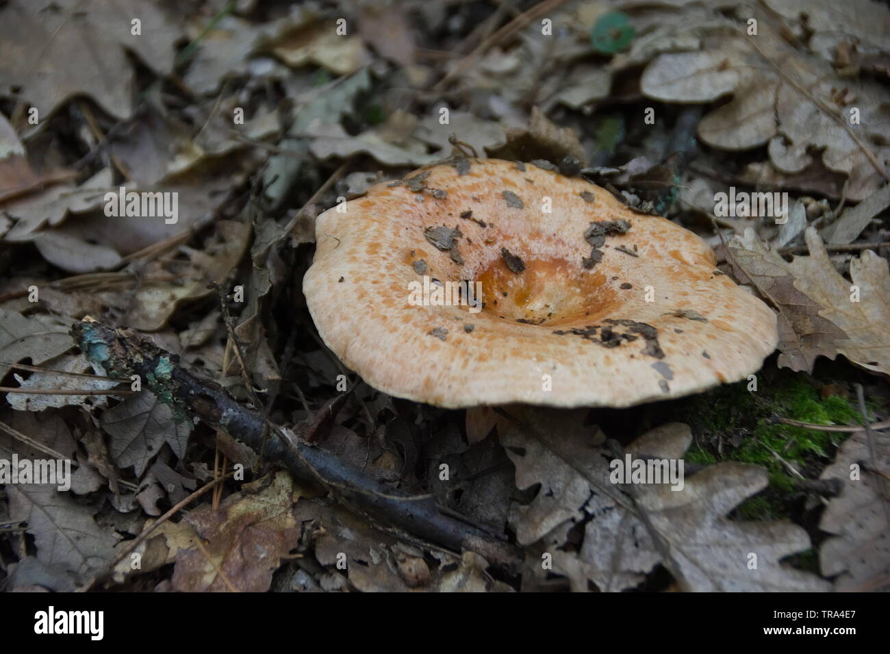 Lactarius deliciosus, an edible mushroom Stock Photo