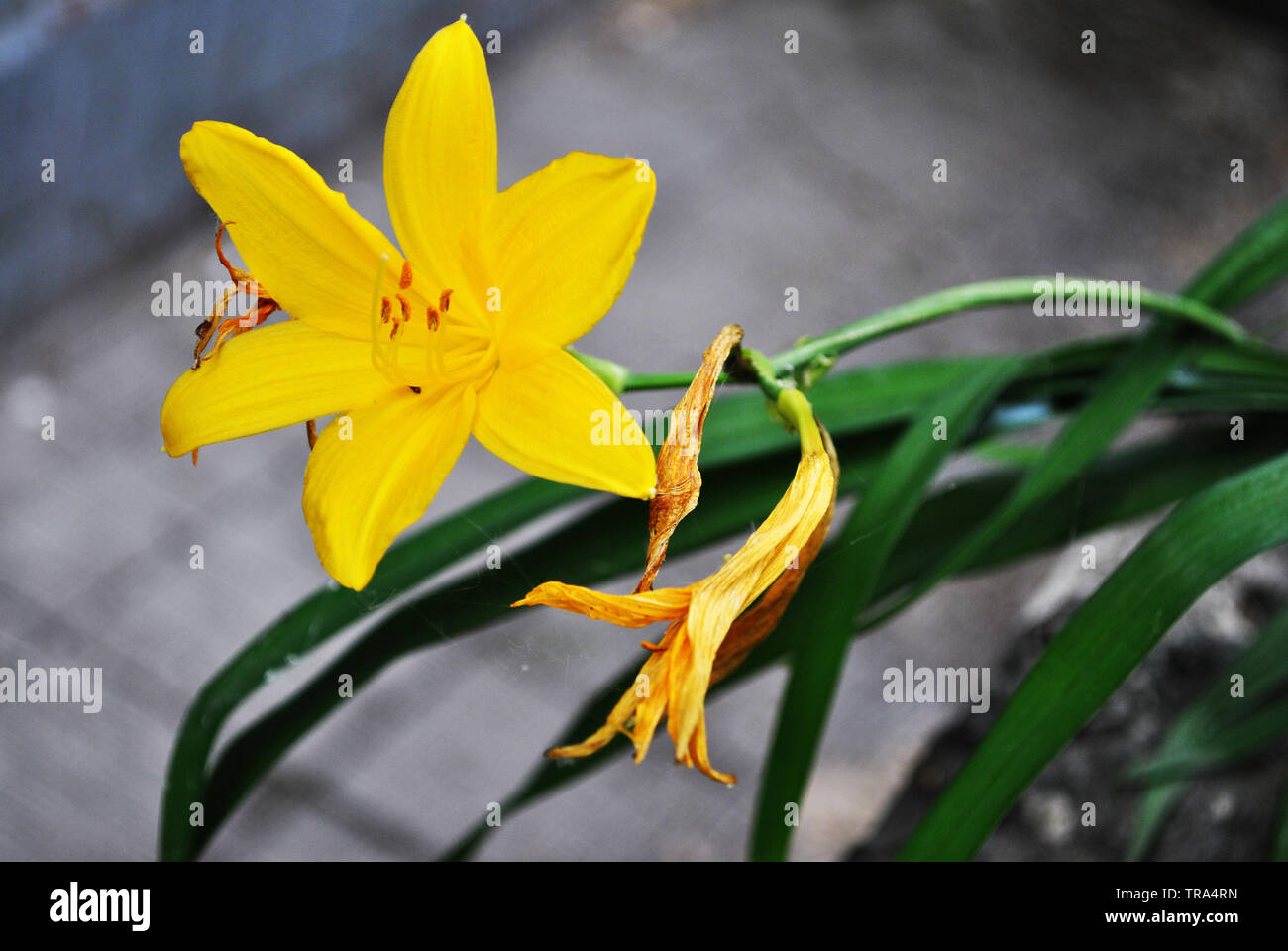Yellow Lily Flower And Long Green Leaves On Gray Blurry Background Stock Photo Alamy