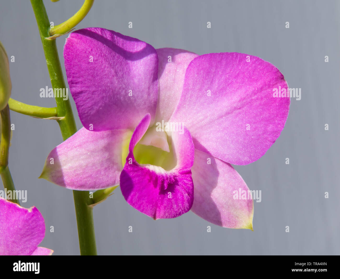 Beautiful purple leaf in hi-res stock photography and images - Alamy