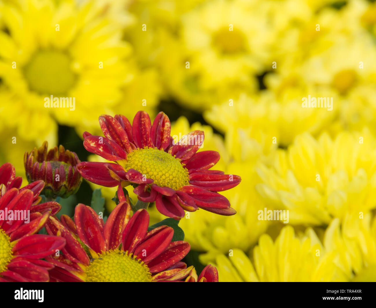 Blurred yellow flowers hi-res stock photography and images - Alamy