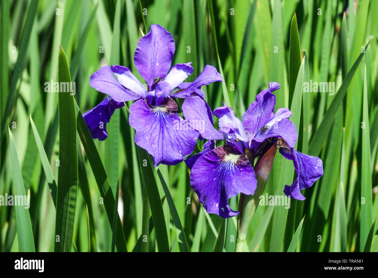 Siberian Iris sibirica 'Borbeleta'  Irises Blue iris flower Stock Photo