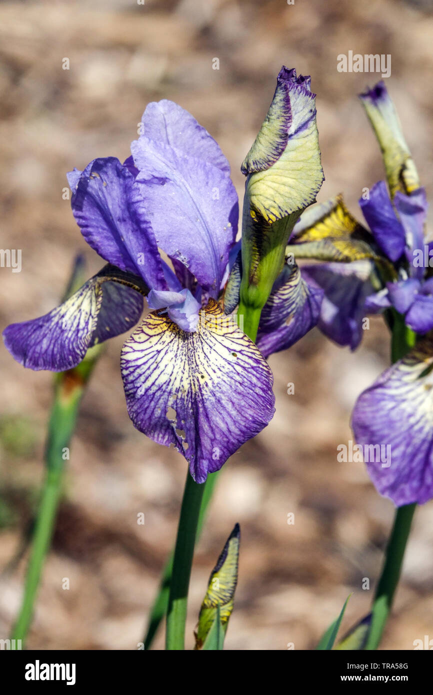 Blue Iris sibirica 'Banish Misfortune' Stock Photo