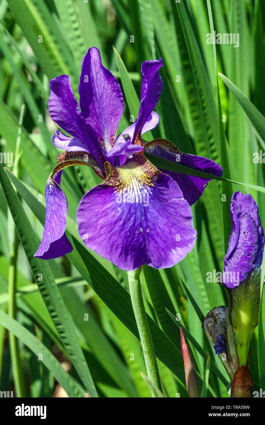 Blue Iris sibirica 'Pansy Purple' Stock Photo