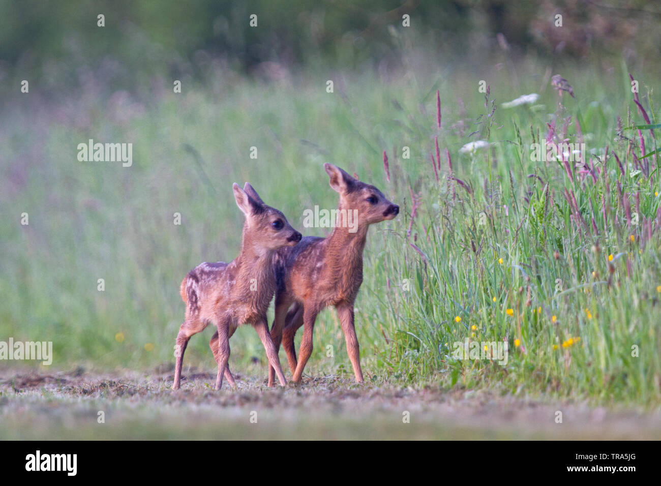 Two Roe deer fawns, twins Stock Photo