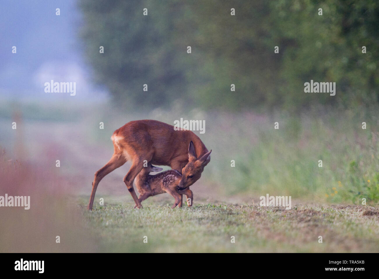 Roe deer suckling fawn Stock Photo