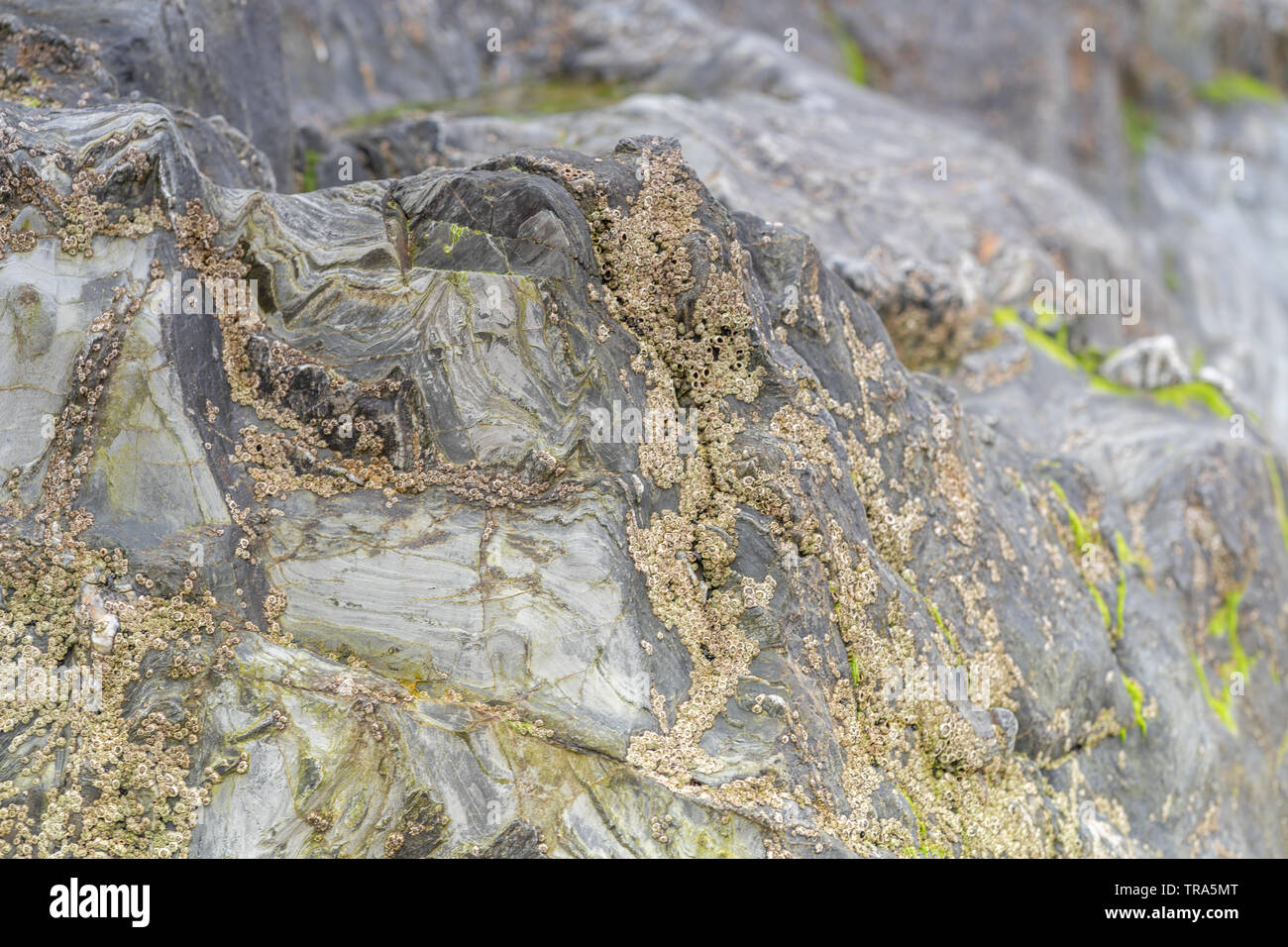 Rock Limestone with barnacle formations Stock Photo