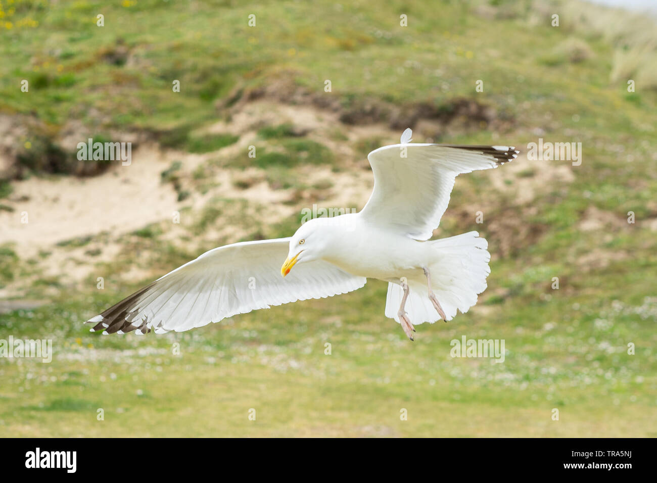 Seagull's in the UK Stock Photo