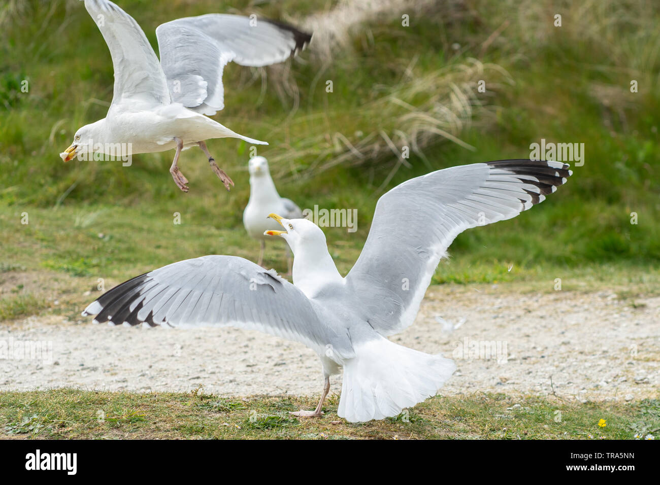 Seagull's in the UK Stock Photo