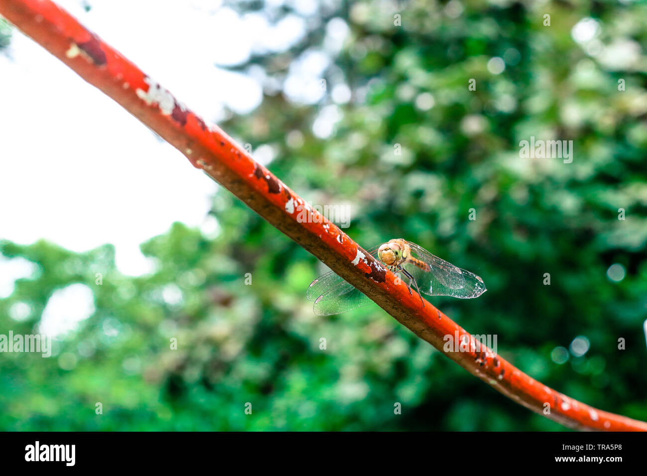 Dragonfly is resting from a long flight on a red pipe. Stock Photo