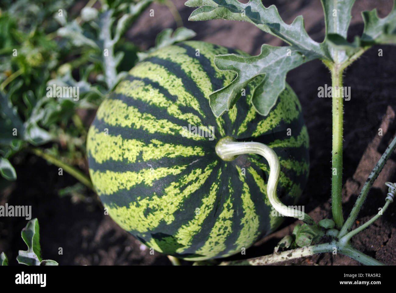 Watermelon stem hires stock photography and images Alamy