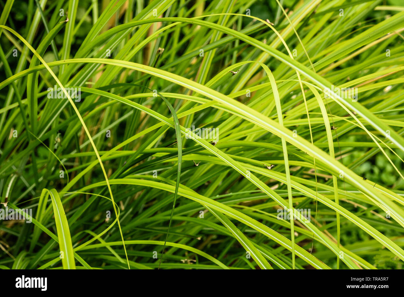 Play of the fresh green grass and its leafs. Stock Photo