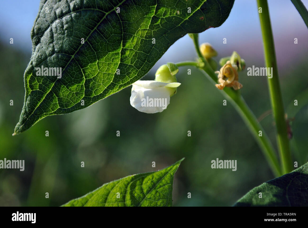 Snow white kidney beans flower, soft blurry green leaves background