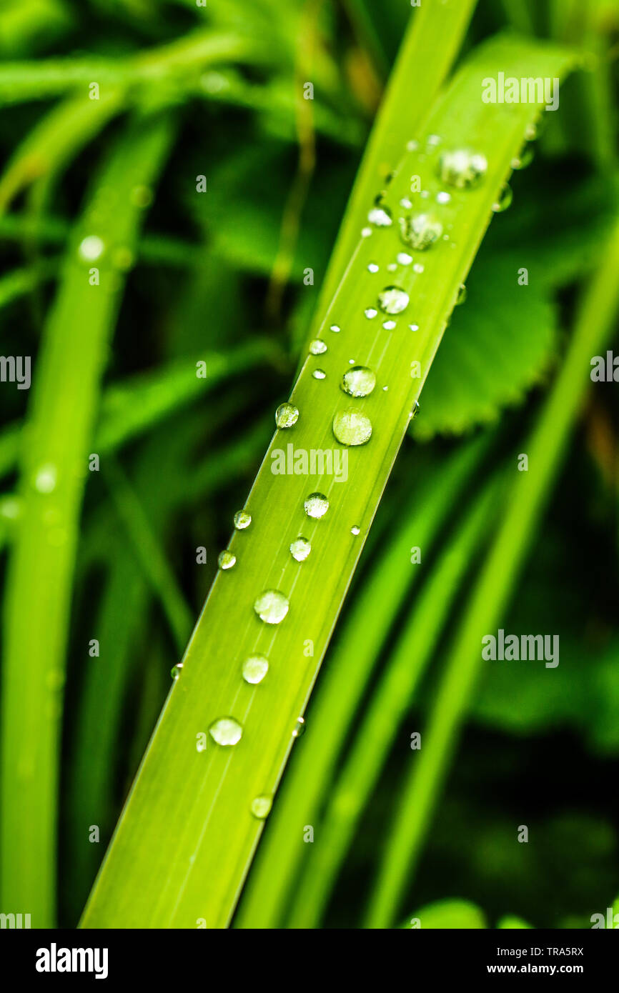 Waterdrops on the fresh morning leaves. Stock Photo