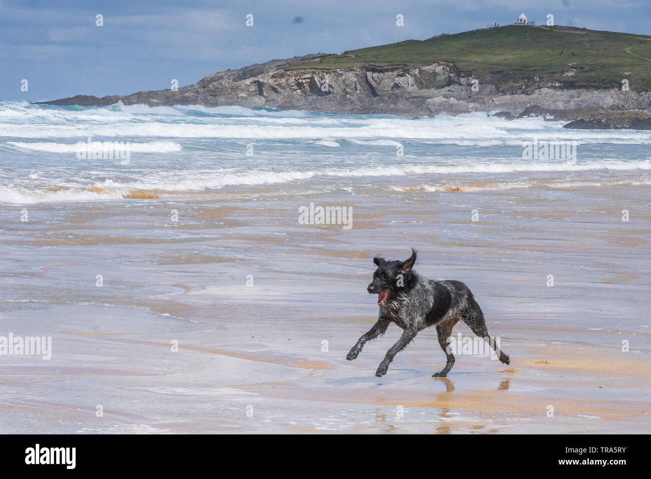 Irish Wolfhound dog playing on Fistral Beach Newquay, Cornwall, UK Stock Photo