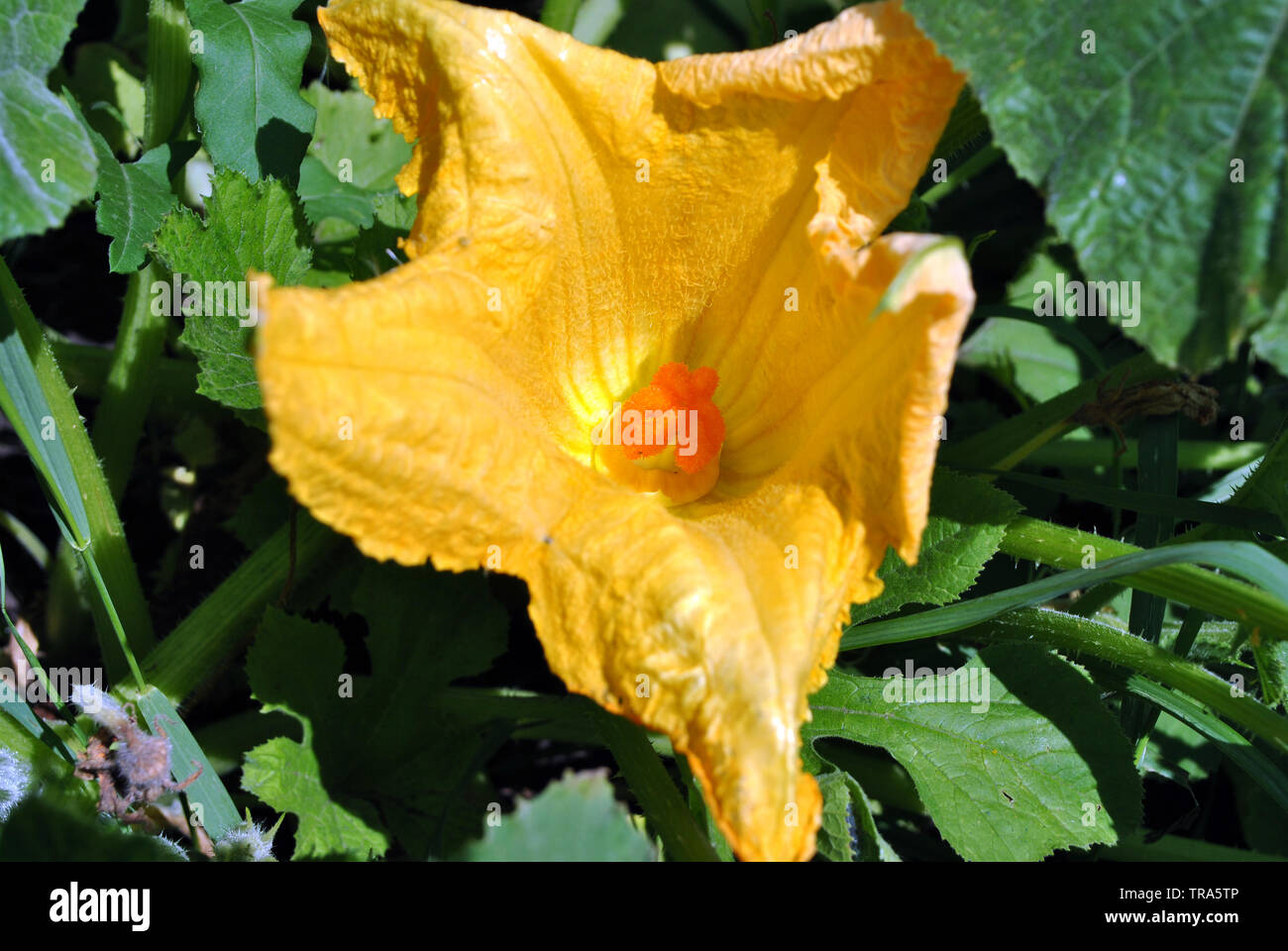 Pumpkin plant growing in black earth, leaves and big yellow flower