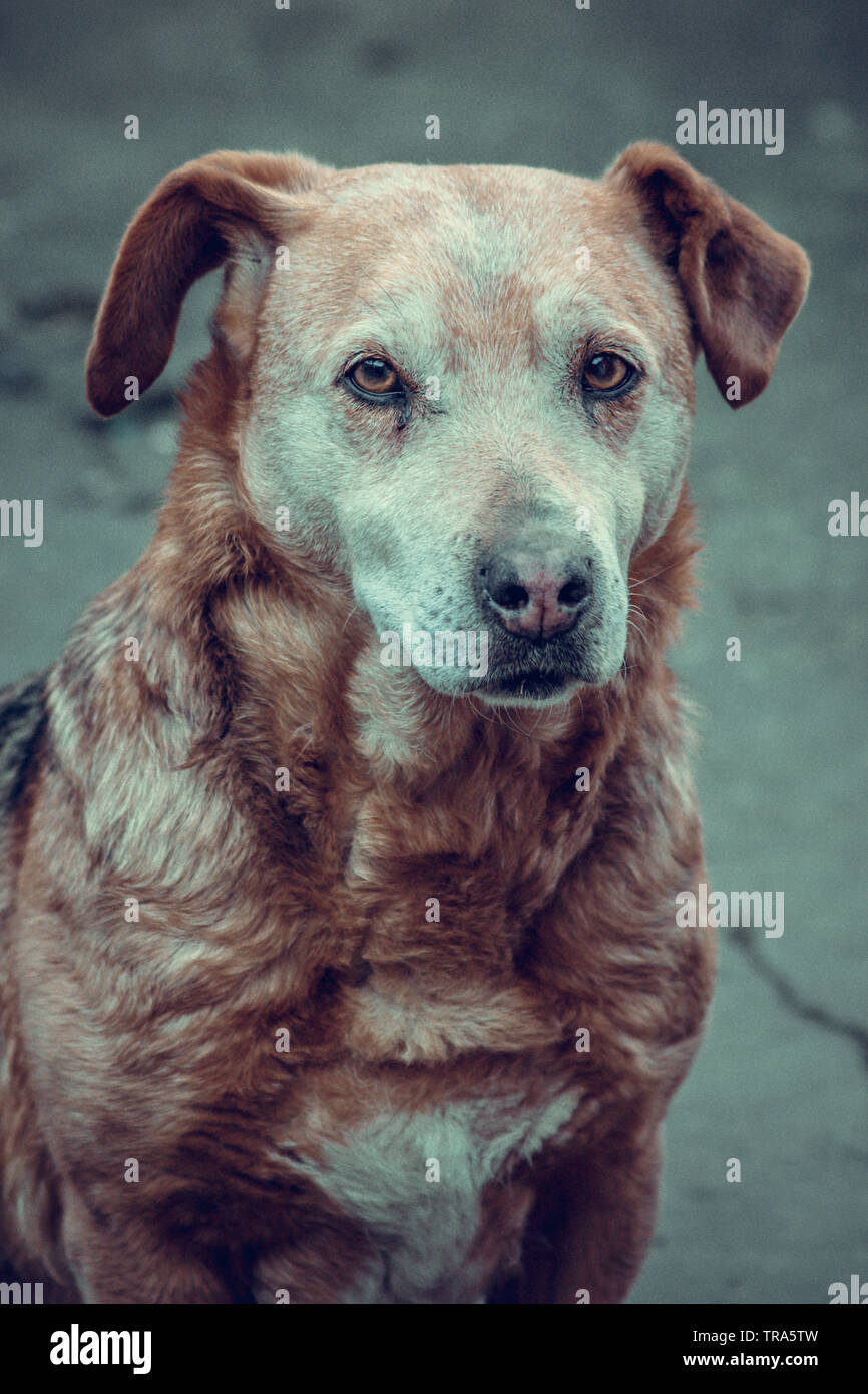 Portrait of my beautiful pet dog. Stock Photo