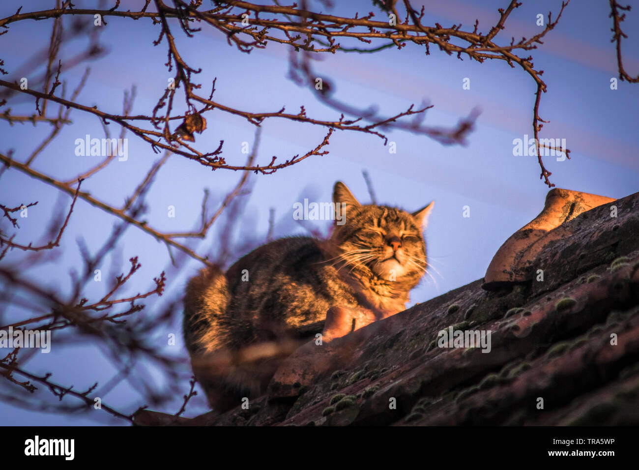 Chilling cat is sleeping on the old roof Stock Photo