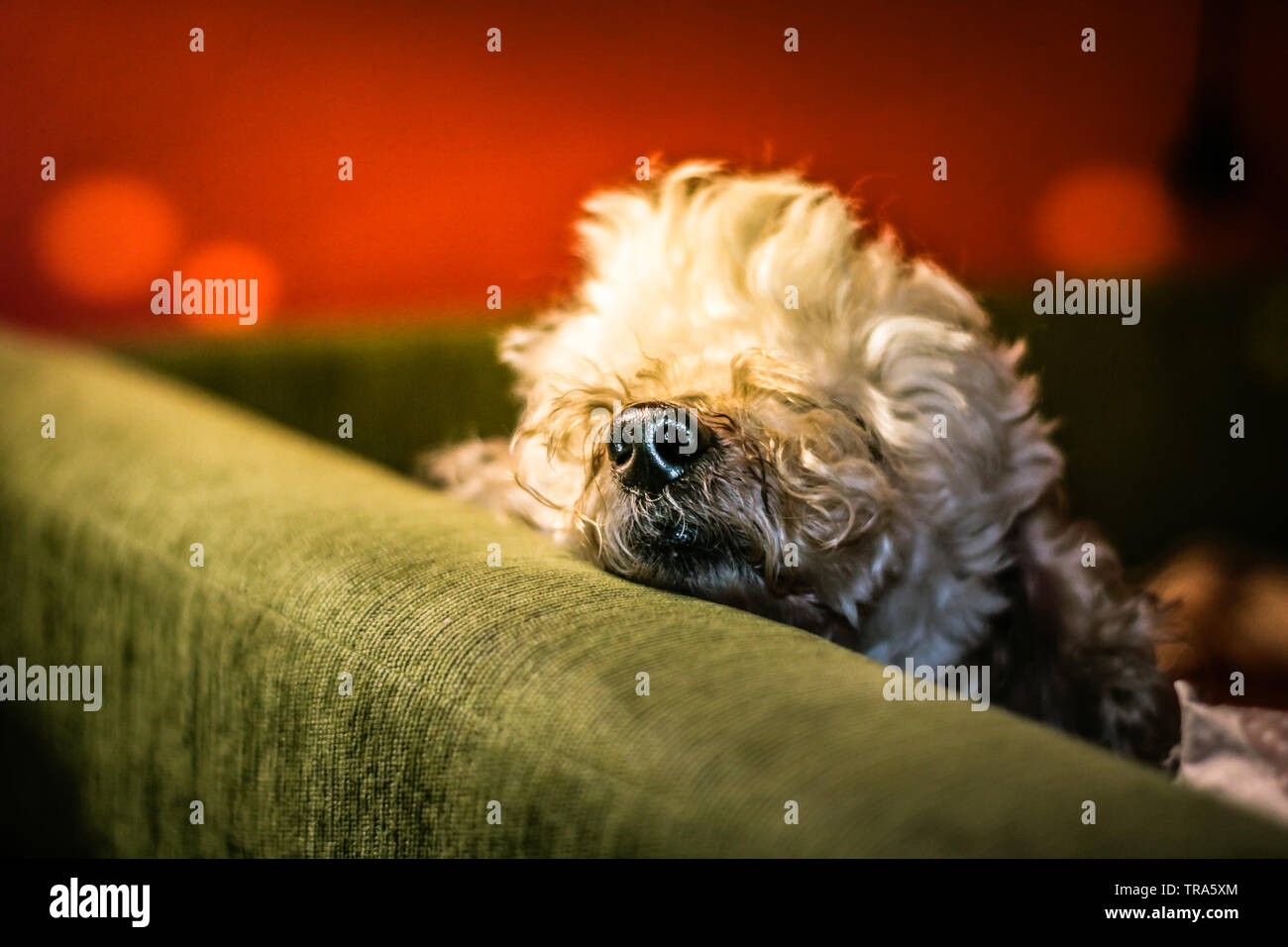 Funny little poodle laying on the bed. Stock Photo