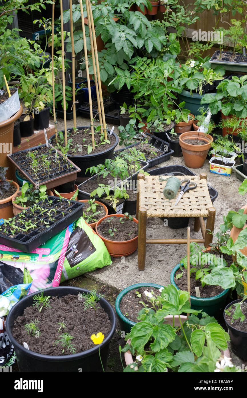 Garden patio pot plants hires stock photography and images Alamy