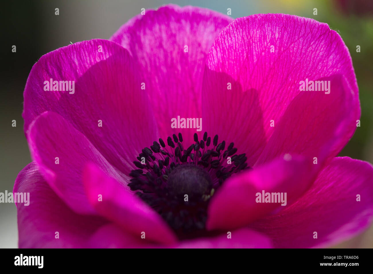 Close-up of an anemone blossom Stock Photo