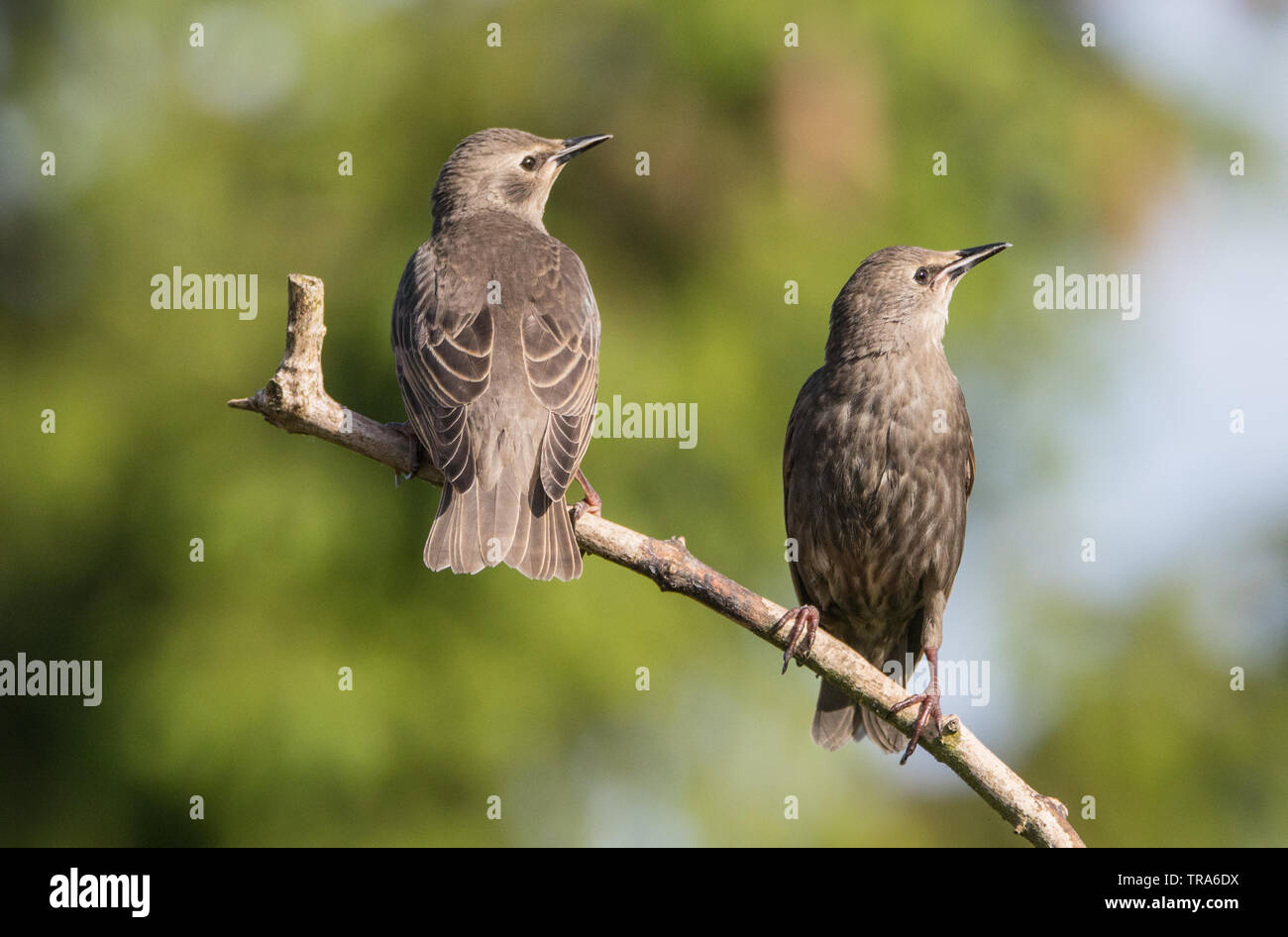 Starling Family, Wildlife, Birds in Spring in a British Garden Stock Photo