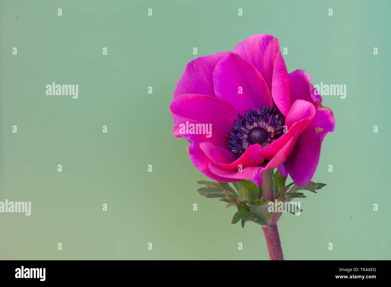 an isolated anemone blossom with green background Stock Photo