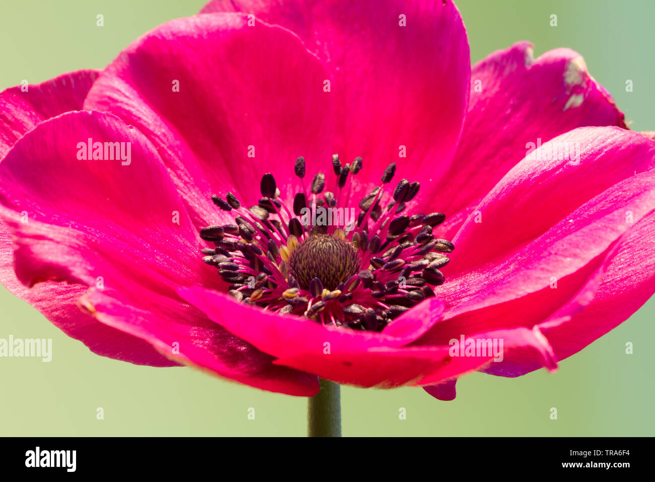 Close-up of an anemone blossom Stock Photo