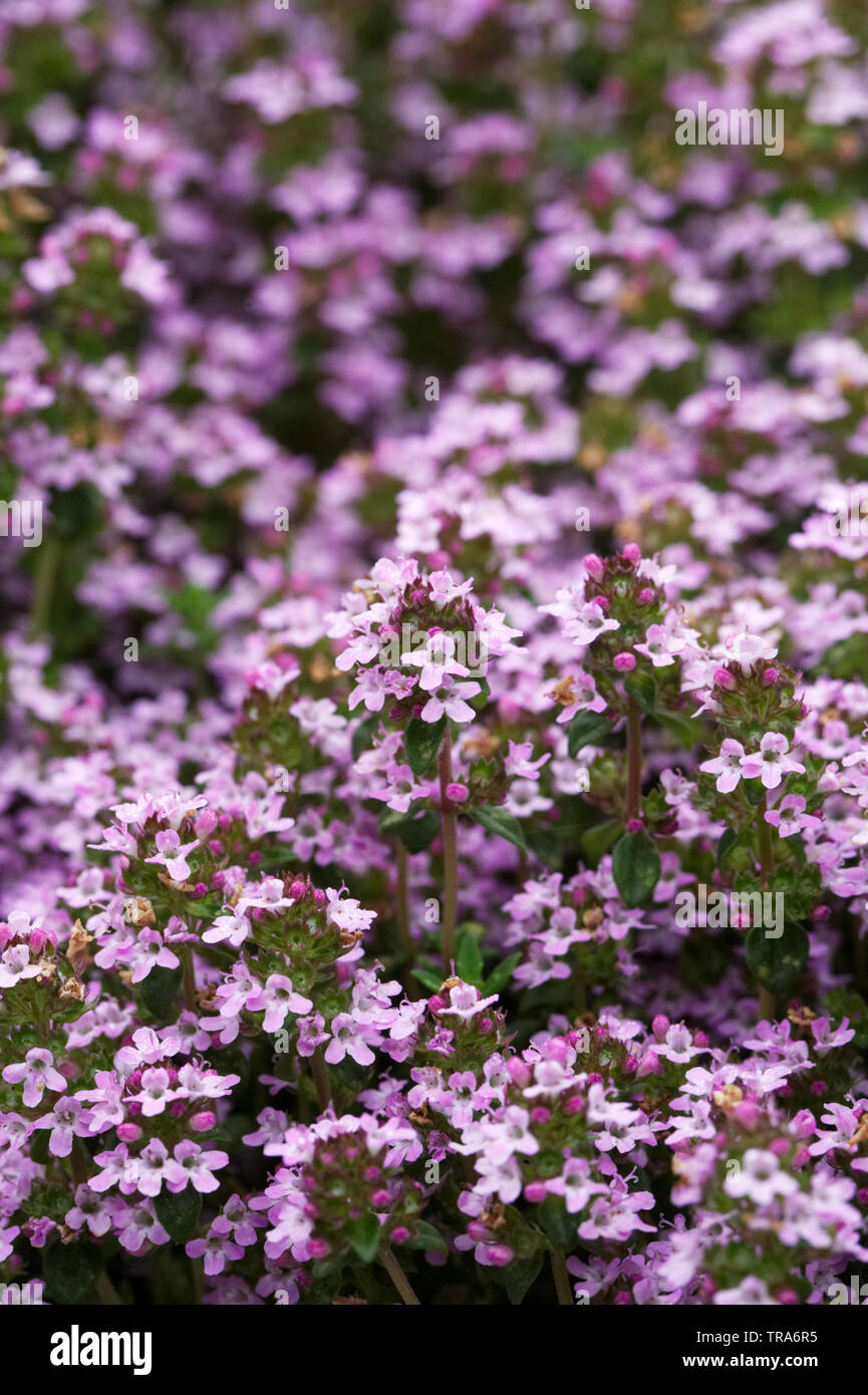 Old english garden flower hi-res stock photography and images - Alamy