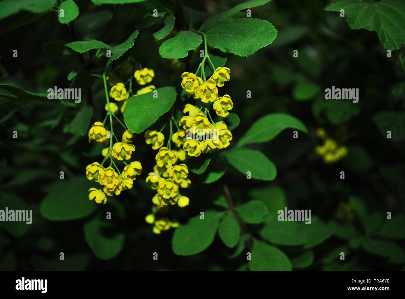 Yellow barberry flowers on twig with young green leaves, blurry dark background Stock Photo